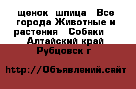 щенок  шпица - Все города Животные и растения » Собаки   . Алтайский край,Рубцовск г.